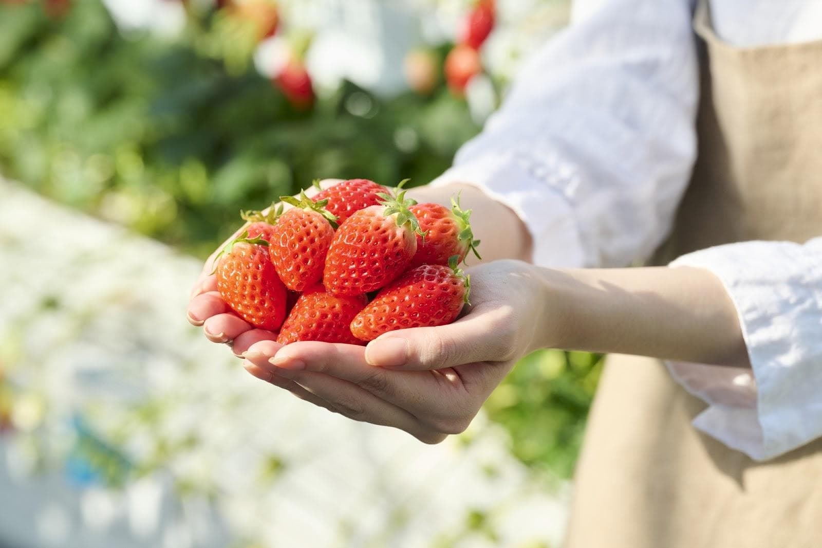 일본 딸기 완벽 정복! 등급과 품종 랭킹 그리고 맛있게 먹는 법